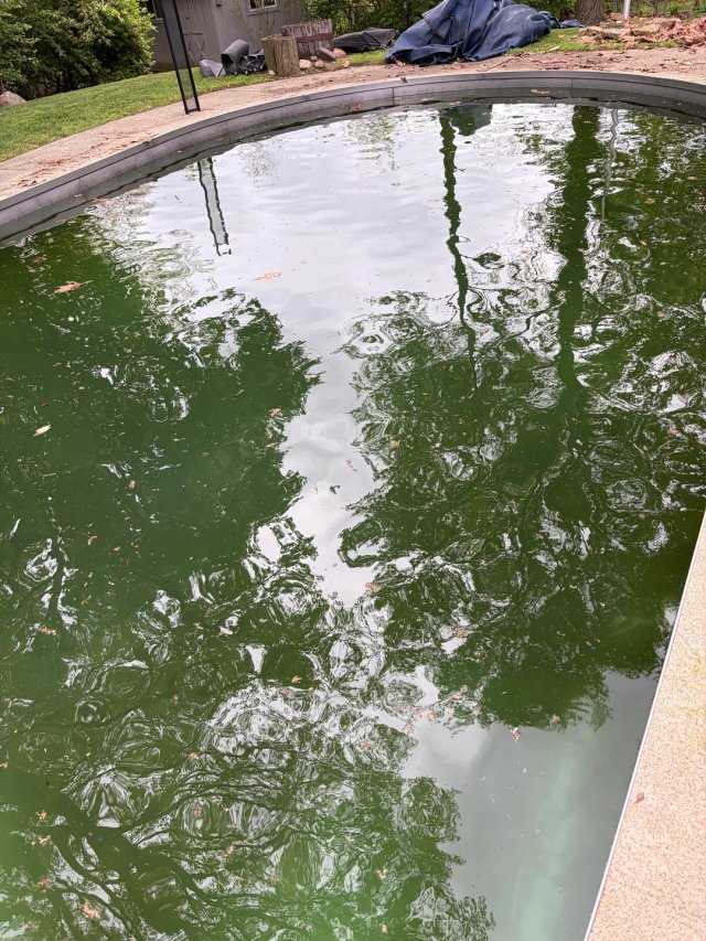 Green algae-filled pool before cleanup