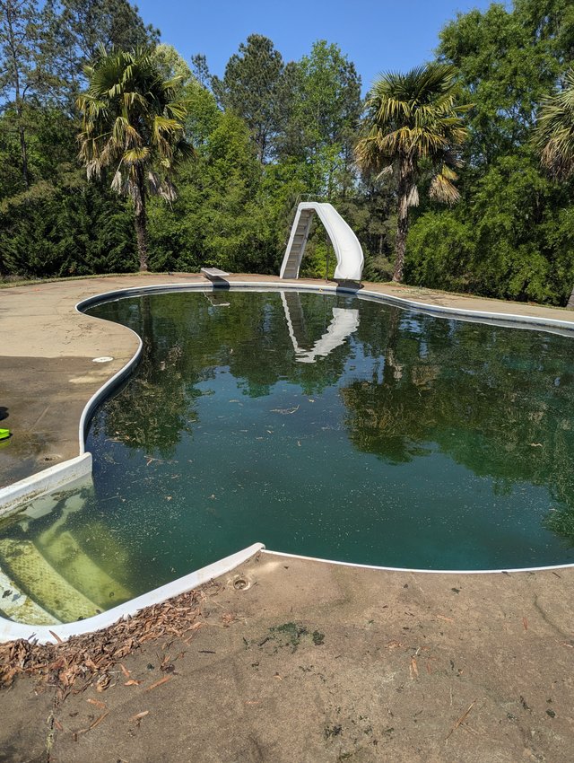Green algae-filled pool before cleanup